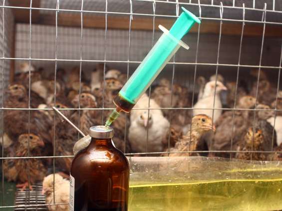 Drobiarze chcą ograniczać antybiotyki w produkcji 
