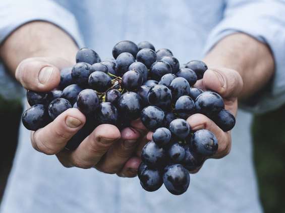 Mołdawscy dostawcy winogron chcą zwiększyć eksport do Polski 