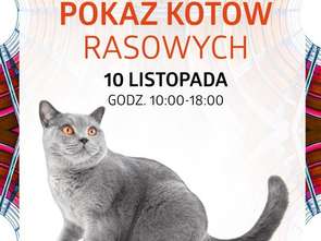 Silesia City Center opanują koty