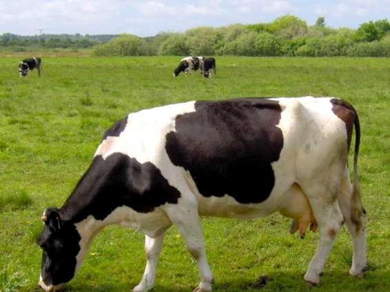 500 zł za krowę. Resort rolnictwa odkrywa karty 