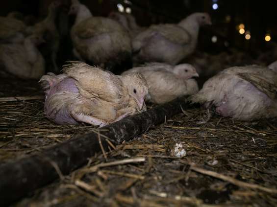 Co Polacy wiedza o kurczakach z przemysłowych hodowli? Okazuje się, że niewiele