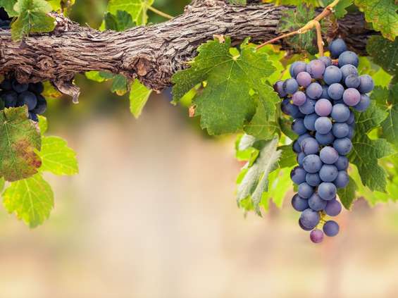 Projekt ws. zwiększenia limit u produkcji wyrobów winiarskich trafił do konsultacji