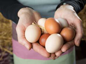 Ceny jajek najwyższe w historii. Płacimy już ponad 1 zł za jedno jajo